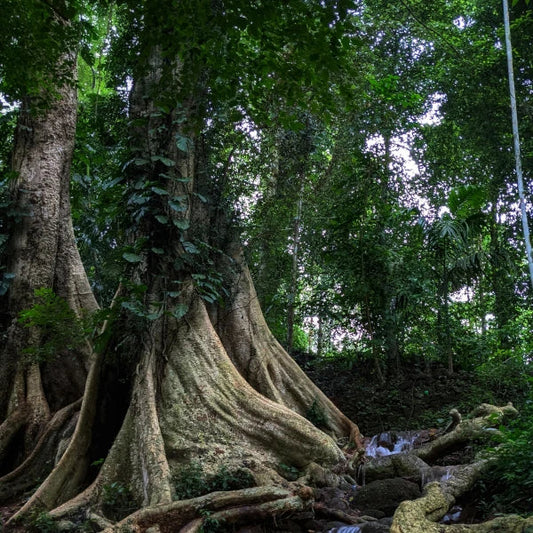 Rain forest with large tree, calm, energy, power, relaxing