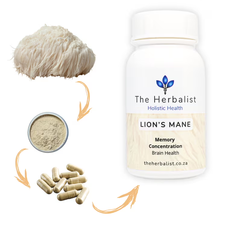 Lion’s Mane extract from mushroom to capsule – The Herbalist’s brain-boosting nootropic for focus, cognition, and nerve health