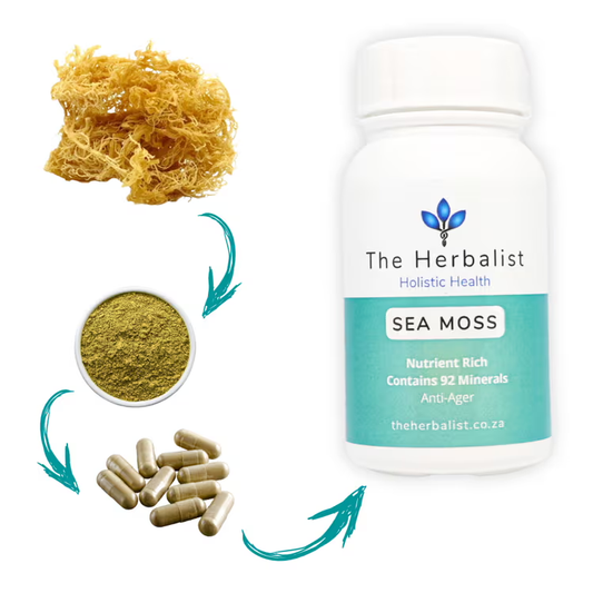 Sea Moss transformation – The Herbalist’s raw seaweed powder converted to capsules rich in minerals for vitality and skin health